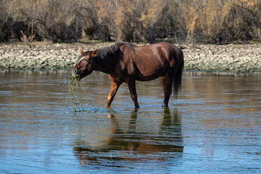 Dark brown bay wild horse stallion grazing on eel grass while reflecting in the Salt River near Mesa Arizona United States