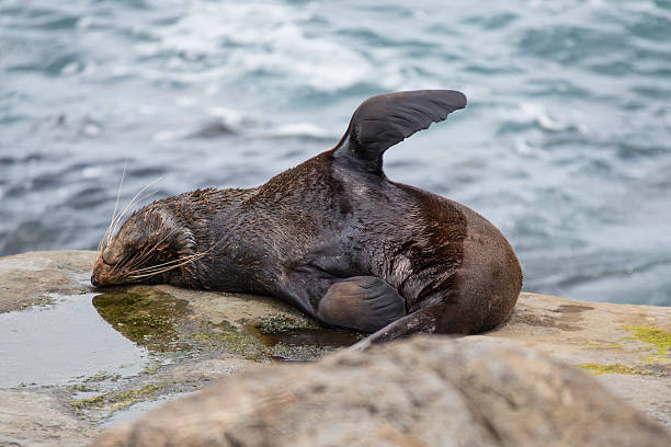 Seal stock photo