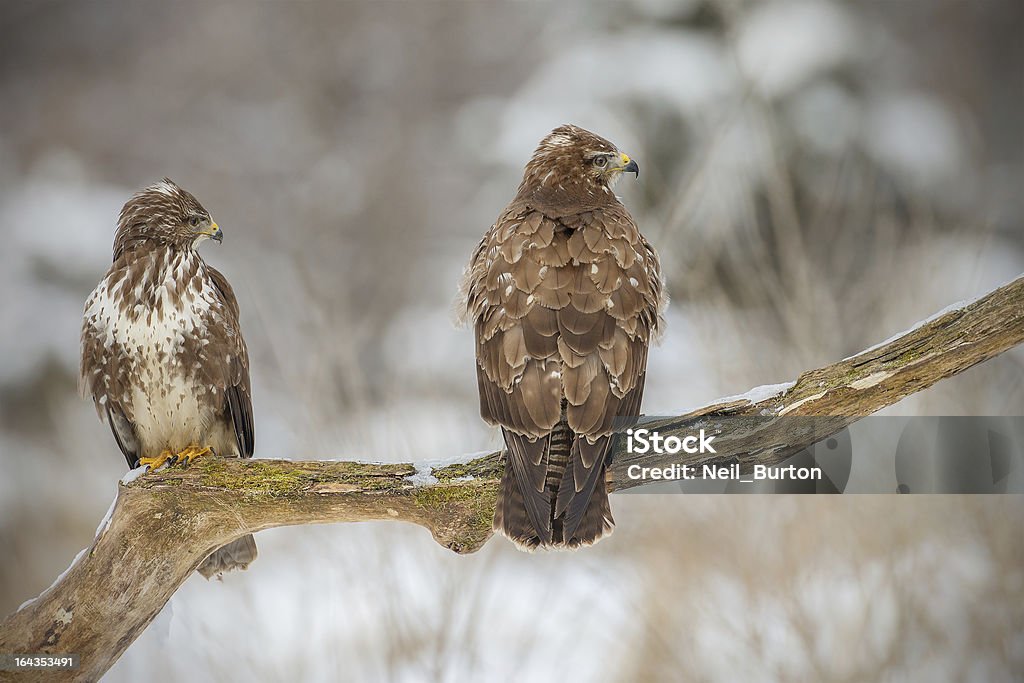 Dwa buzzards na stare Drzewo - Zbiór zdjęć royalty-free (Drzewo)