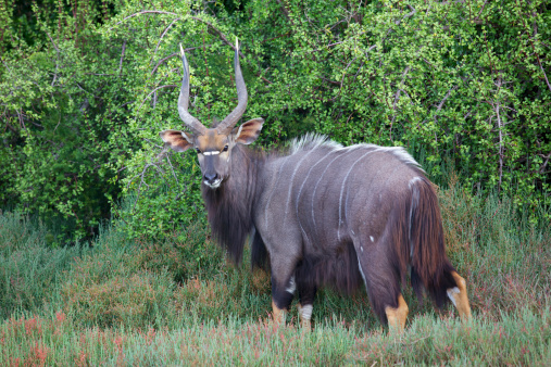 A magnificent male nyala browsing alongside the Kariega River in the Eastern Cape, South Africa.