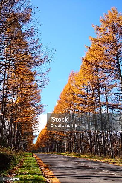 Autumn Japanese Larch Stock Photo - Download Image Now - Asia, Autumn, Autumn Leaf Color