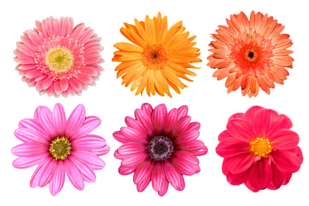 istock collection mix flower Colorful isolated on white background. 1643551749