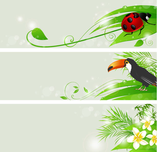 Summer green banners Set of vector summer banners with flowers and green leaves. EPS 10 file, contains transparencies. seven spot ladybird stock illustrations