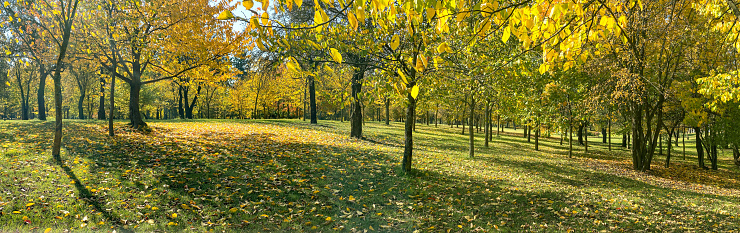 picturesque autumn park landscape in sunny day. trees with colorful bright yellow foliage.