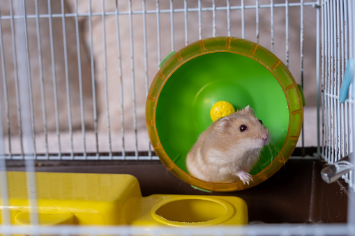 A cute hamster runs in a wheel. The concept of running in a circle, useless futile movement. Dzungarian hamster. Red hamster with red eyes is a favorite pet.