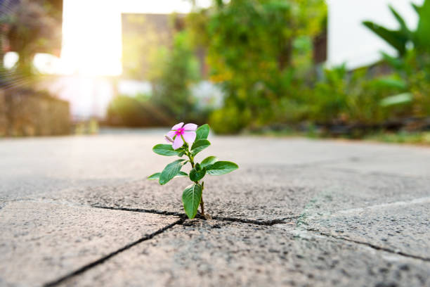 Yellow fragile flower growing through asphalt. Concept of Earth day, environmental protection. Symbol of struggle for life, natural strength and overcoming all obstacles and achieving goals