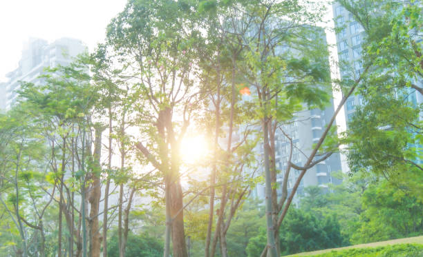 istock Trees in front of the office building 1643574520
