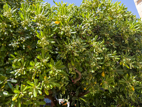 Pittosporum tobira is a species of sweet-smelling flowering plant in the pittosporum family Pittosporaceae known by several common names, including Australian laurel, Japanese pittosporum, mock orange and Japanese cheesewood.