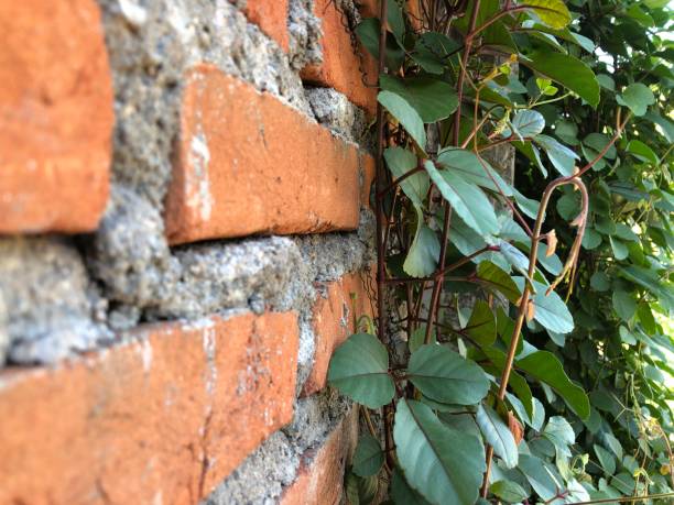 istock Viewed from a side angle of vines on a brick wall 1643597925