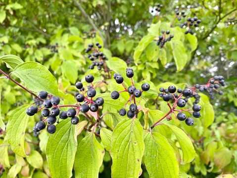 Close shot of common dogwood berries.