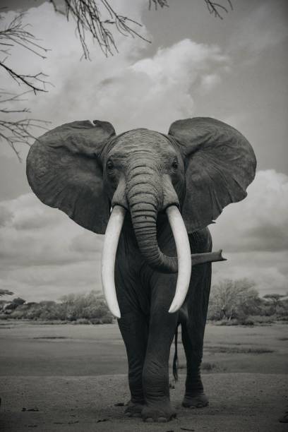 Close-up of an African elephant standing in a grassy plain in grayscale