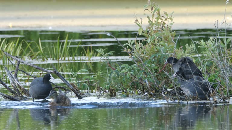 Eurasian coot (Fulica atra) vs mallard