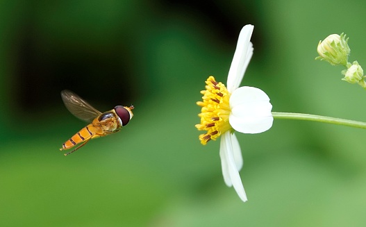 A close-up of a marmalade hoverfly (Episyrphus balteatus) hovering in front of a vibrant flower