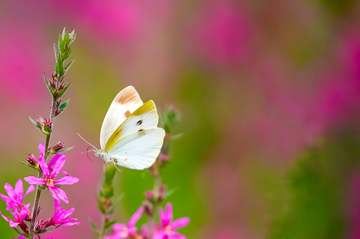 Small white butterfly flying in front of a cluster of pink flowers. background is blurred garden.