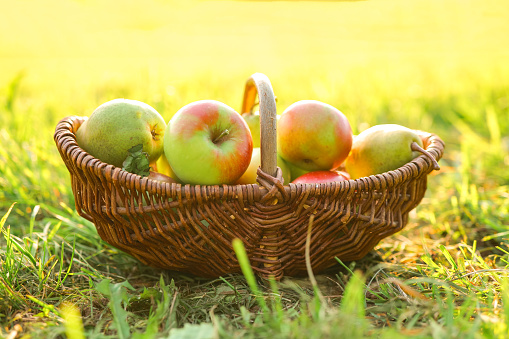 Autumn harvest of apples and pears.Apples and pears in a wicker basket. fruit abundance.Organic Farm Fresh Fruits