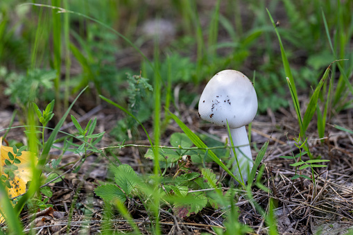 White Mushrooms in the Green Grass