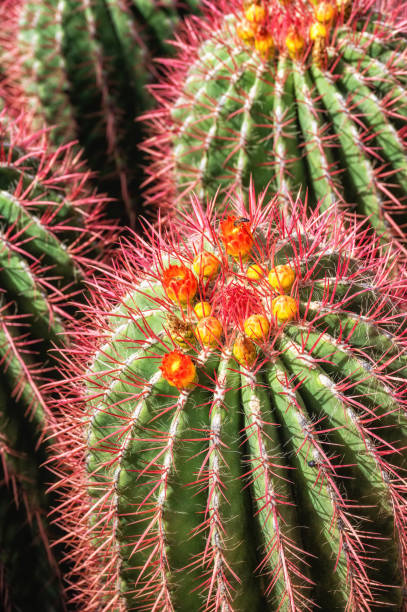istock side view on a group of cacti with spikes and flowers, 1643625343