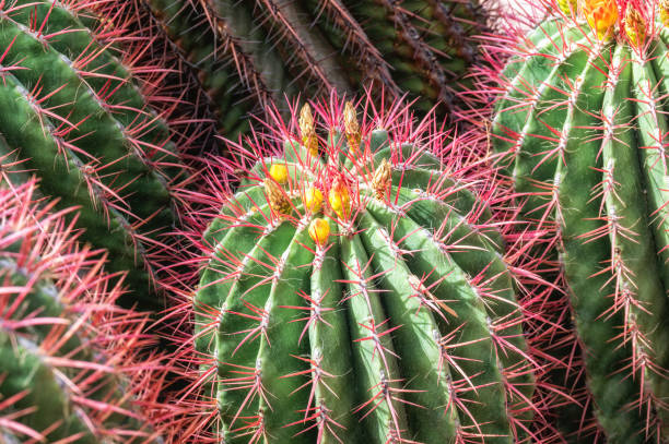 istock side view on a group of cacti with spikes and flowers, 1643625349
