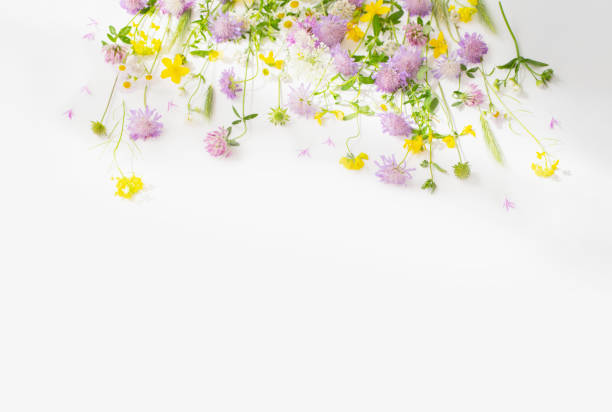istock summer wild flowers on white paper background 1643642767