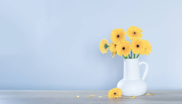 istock yellow gerbera in  white jug  on wooden shelf  on background wall 1643642770