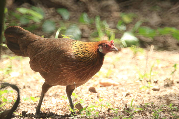 istock A female white earring jungle fowl 1643677445
