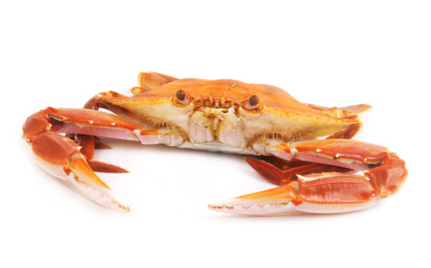 istock Cooked three spot swimming crab isolated 1643695205