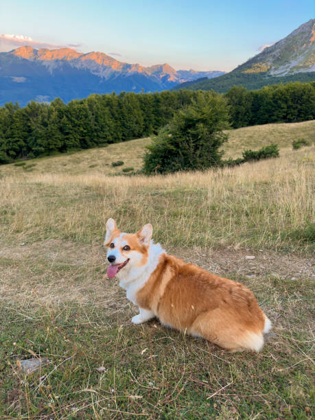 istock Adorable red-white corgi resting on a high mountain meadow 1643695770