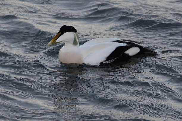 istock MALE EIDER DUCK (Somateria mollissima) AT HOLY ISLAND, LINDISFARNE 1643707215