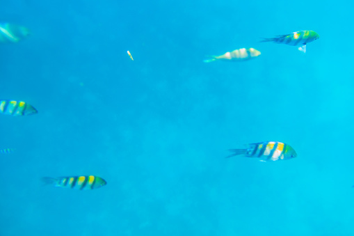 Indo-Pacific sergeant (Abudefduf vaigiensis), also  known as the Sergeant major swimming in the Indian ocean. Flock of fish undersea