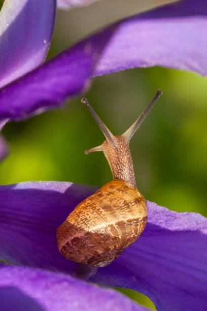 Beautiful garden snail close up on a purple iris flower in full bloom. Nature wildlife in spring in Norfolk England