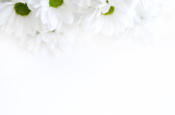 istock Flowers composition. Frame made of white flowers chrysanthemums on white background 1643731230
