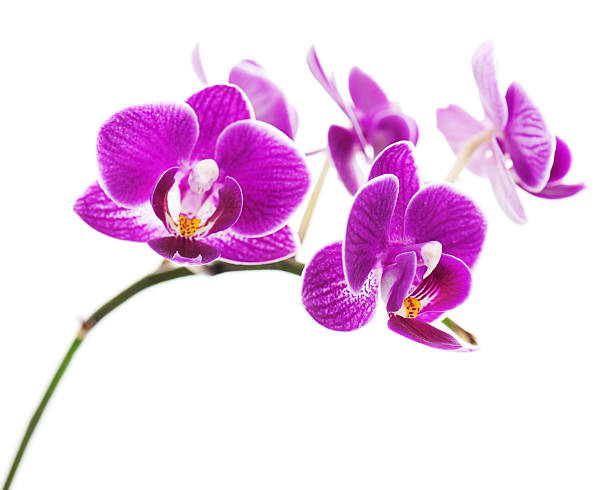 istock Very rare purple orchid isolated on white background. 164373689