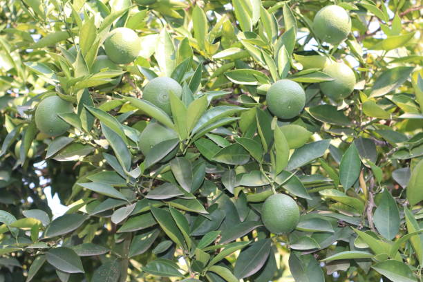istock Unripe green orange fruit on the branch. Orange fruit tree. 1643754518