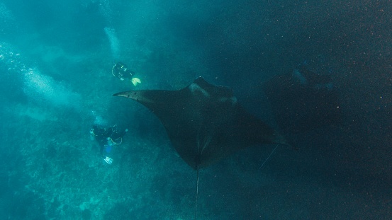 Giant oceanic manta ray or Mobula birostris slowly swims underwater over the divers near the island of Nusa Penida, Bali, Indonesia