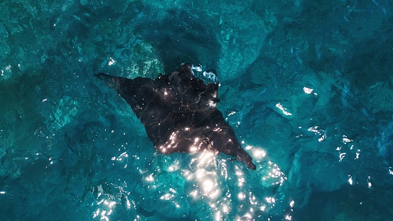 Giant oceanic manta ray swims in ocean. Mobula birostris slowly swims underwater at Manta Point near Nusa Penida island. Bali, Indonesia