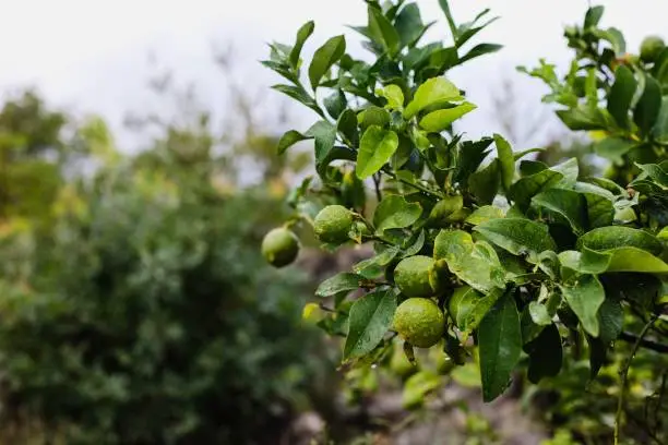 Lemon tree in the rain. Fresh, green lemons on the tree. Korcula island in Croatia.