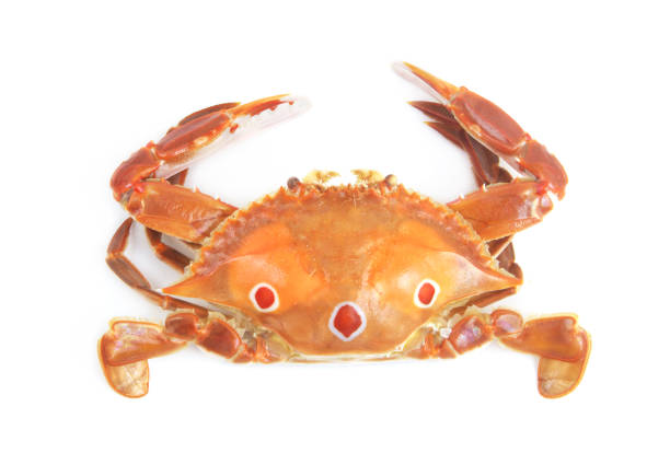 istock Cooked three spot swimming crab isolated 1643772316