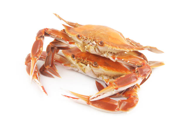 istock Two cooked three-spot swimming crab isolated 1643772326