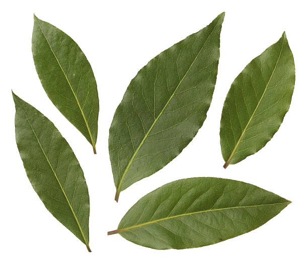 Fresh Bay leaves Bay leaves isolated on white background bay leaf stock pictures, royalty-free photos & images