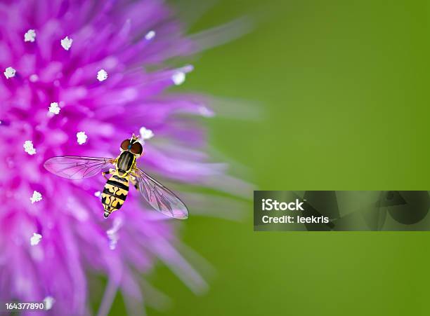 Photo libre de droit de Syrphe Le Thistle Fleur banque d'images et plus d'images libres de droit de Aile d'animal - Aile d'animal, Blanc, Capitule