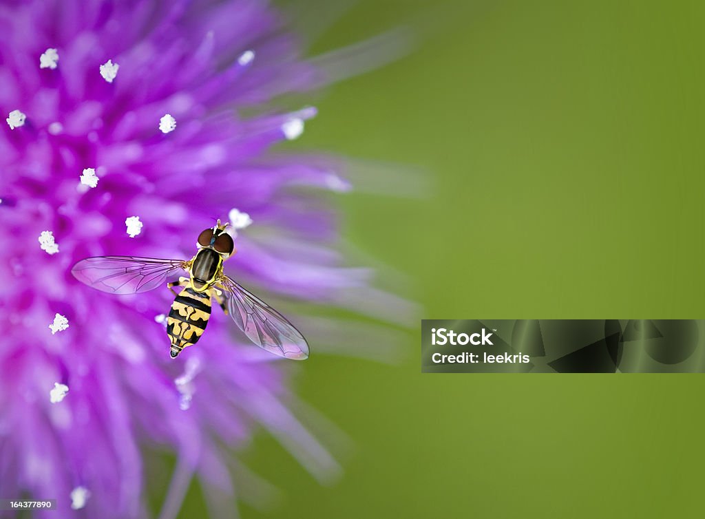 Bzyg na thistle flower - Zbiór zdjęć royalty-free (Biały)