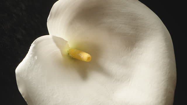 A white Calla flower on a black background, water droplets are splashing onto it in slow motion, close-up shot.