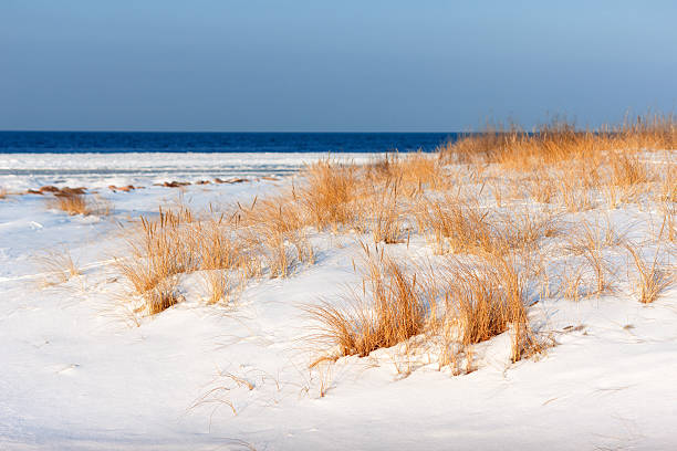 istock Golden grass on the snow-covered beach 164378104