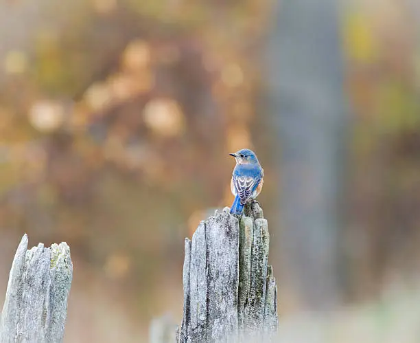 Male EasternBluebird On A fence Post