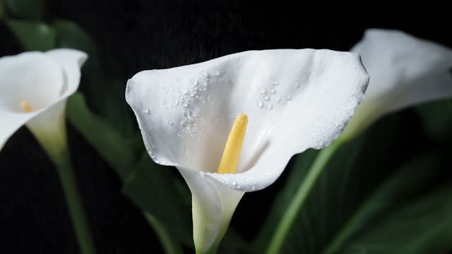 A bouquet of white Calla flowers on a black background, with water splashing on them in slow motion. Close up