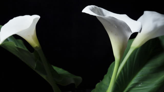 A bouquet of white Calla Lily flowers on a black background, with one of them rotating.
