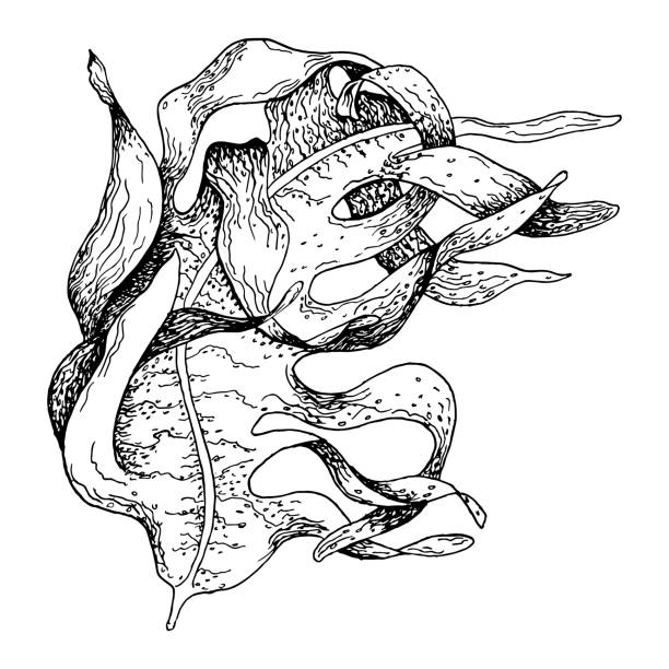 벡터 바다 식물 잉크 손으로 그린 그림은 흰색 배경에 분리되어 있습니다. laminaria, 갈색 다시마, 도움이되는 해초 검은 흰색 라인. 포장, 라벨, 무역, 포장을 위한 디자인 요소. - spirulina pacifica illustrations stock illustrations