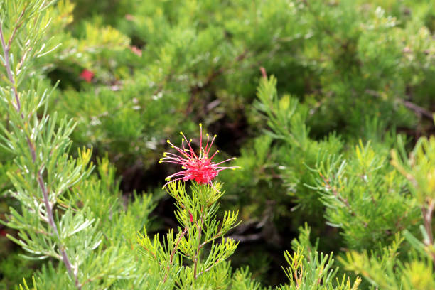 Spider flower (Grevillea fililoba), well-known in cultivation, often by the cultivar names Grevillea 'Ellendale' or 'Ellendale Pool'. It is a flowering plant in the family Proteaceae and is endemic to the south-west of Western Australia. It is a spreading shrub with soft foliage, divided leaves with narrow linear lobes, and clusters of pink to bright red and white flowers.