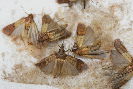 Food kitchen moths caught in a lep trap