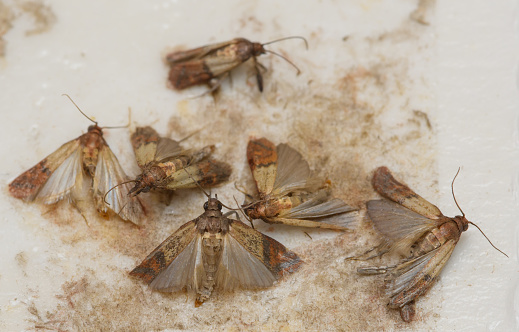 Corn borer food moth caught in a special pheromone trap